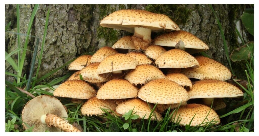 tbn24 20251207081156 5402 mashrooms ১